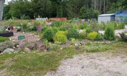 Herb bed trees